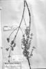 Hypenia marifolia image