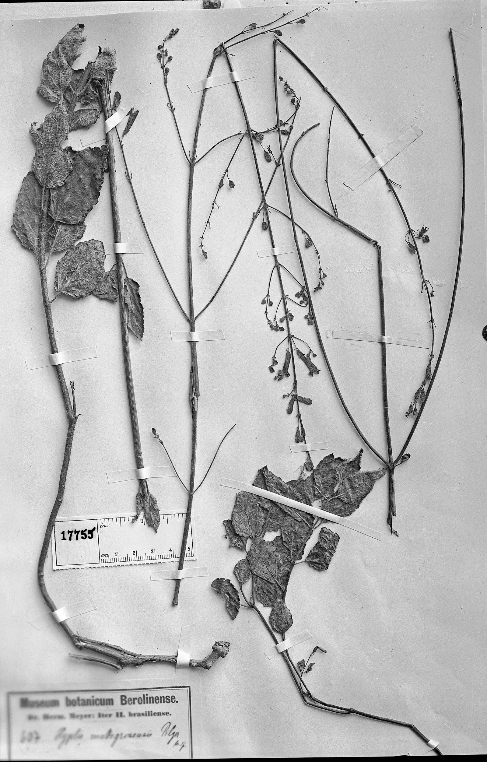 Hypenia macrosiphon image