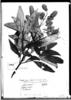 Lepechinia vesiculosa image