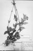 Valeriana catharinensis image
