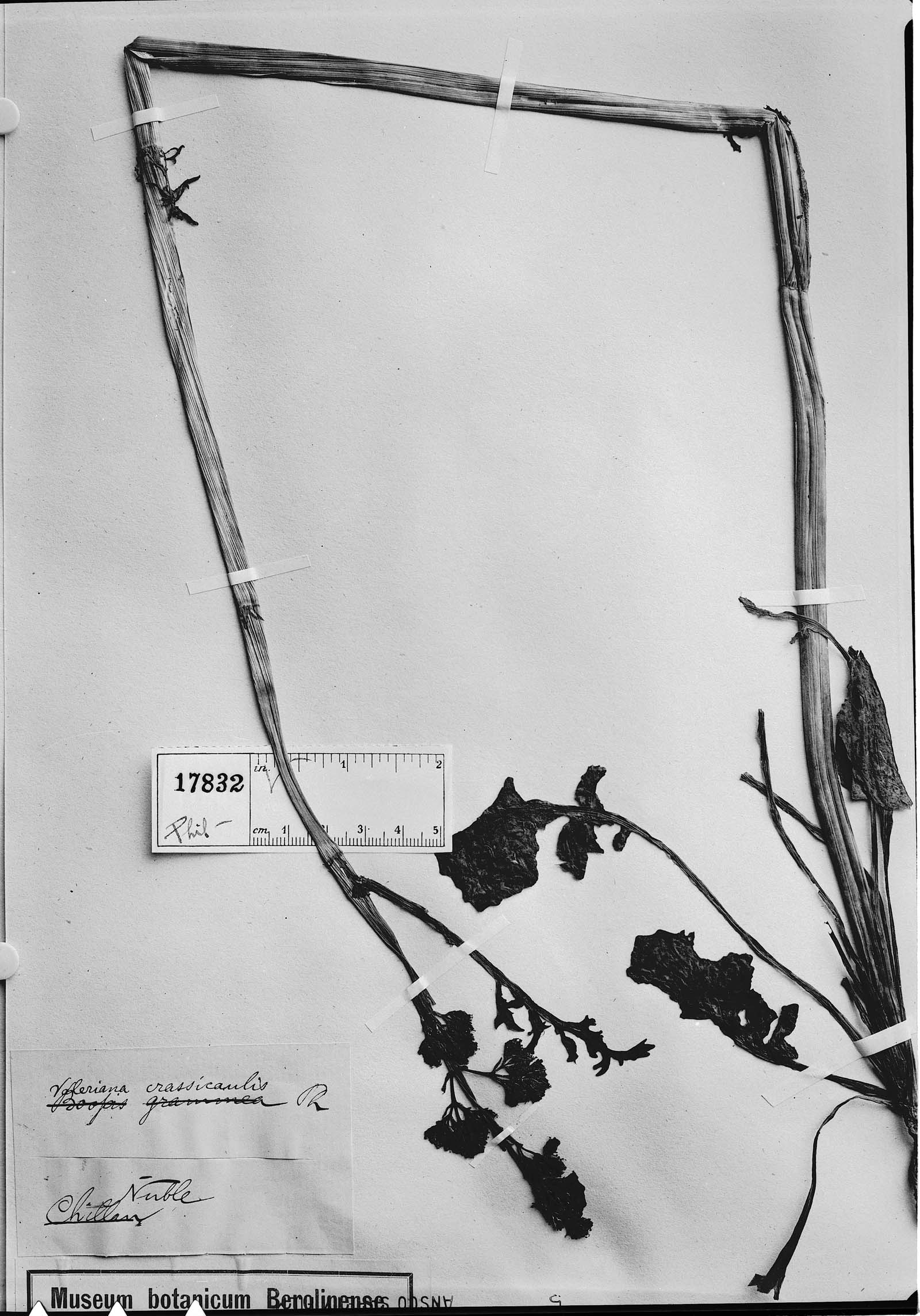 Valeriana obtusifolia image