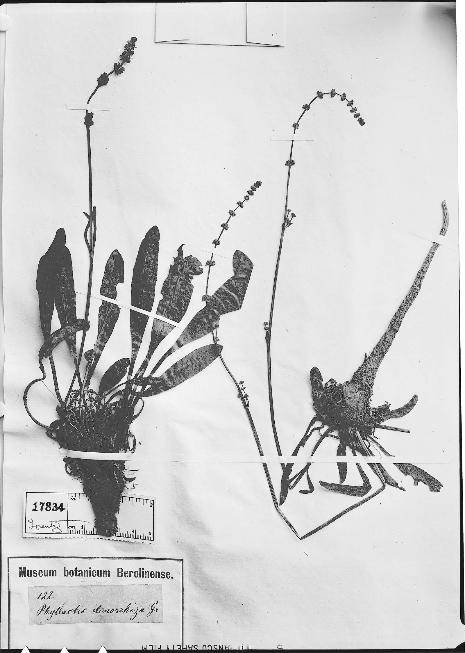 Valeriana dinorrhiza image