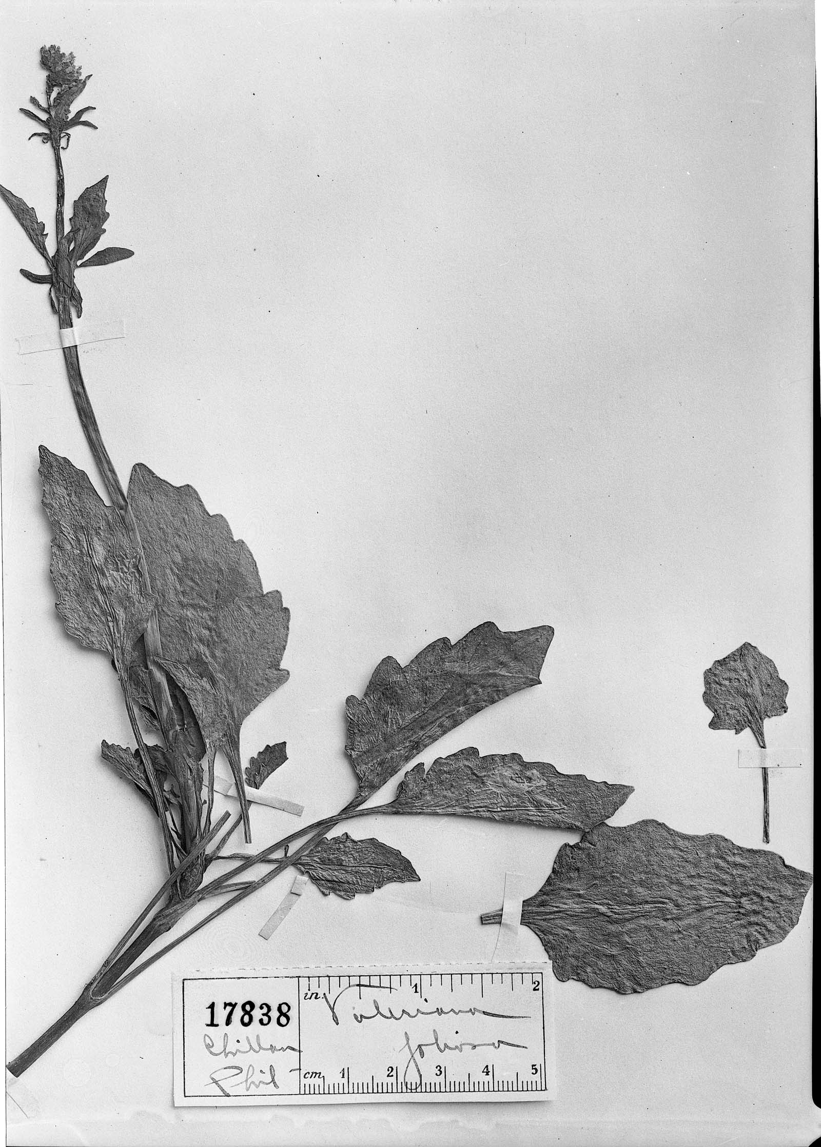 Valeriana foliosa image
