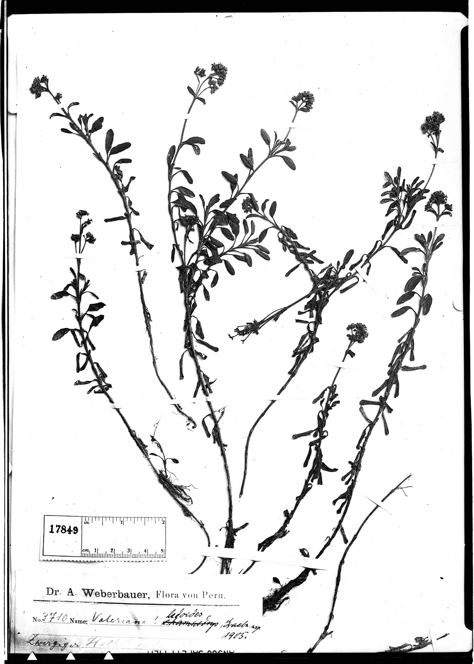 Valeriana ledoides image