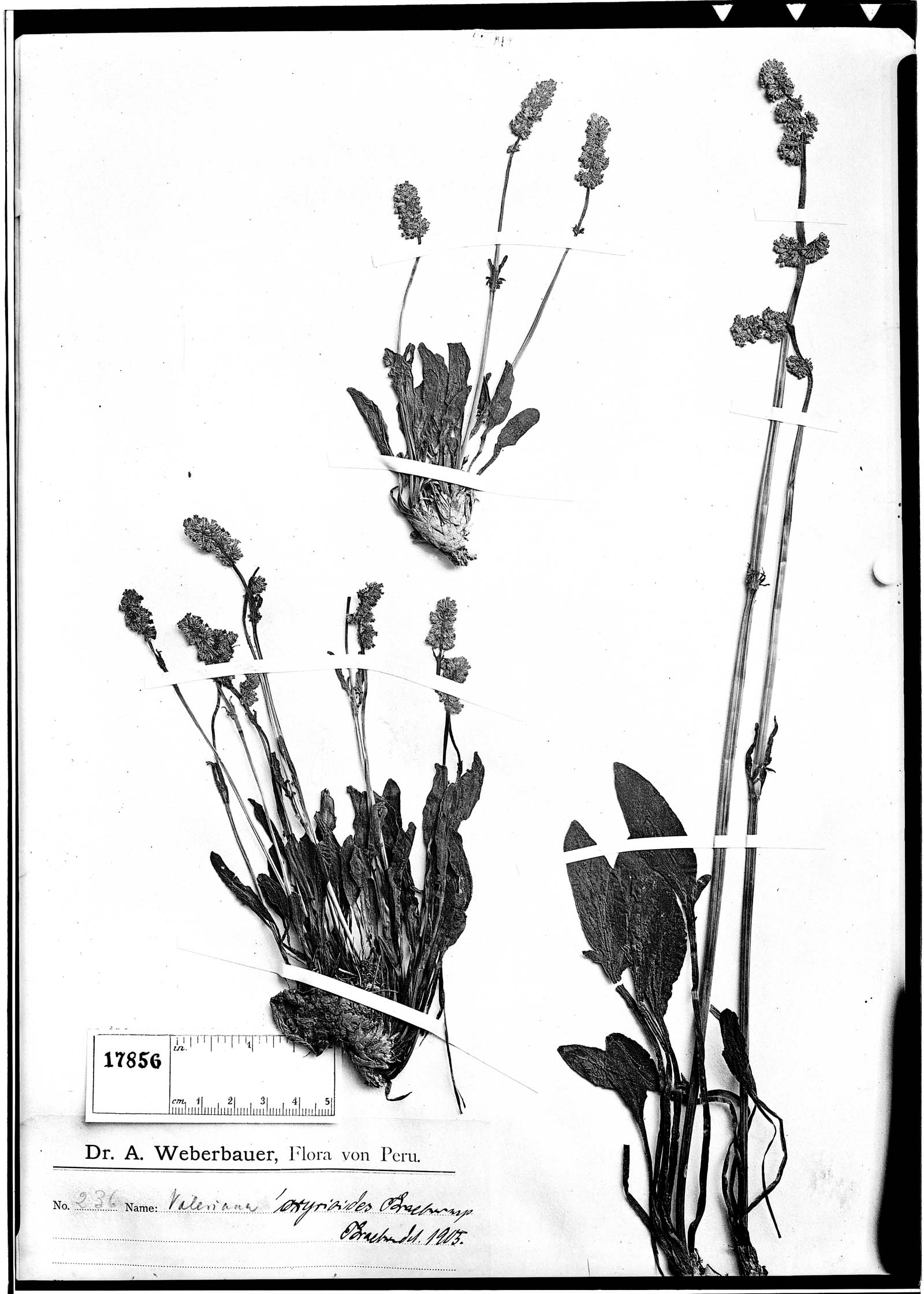 Valeriana laxiflora image