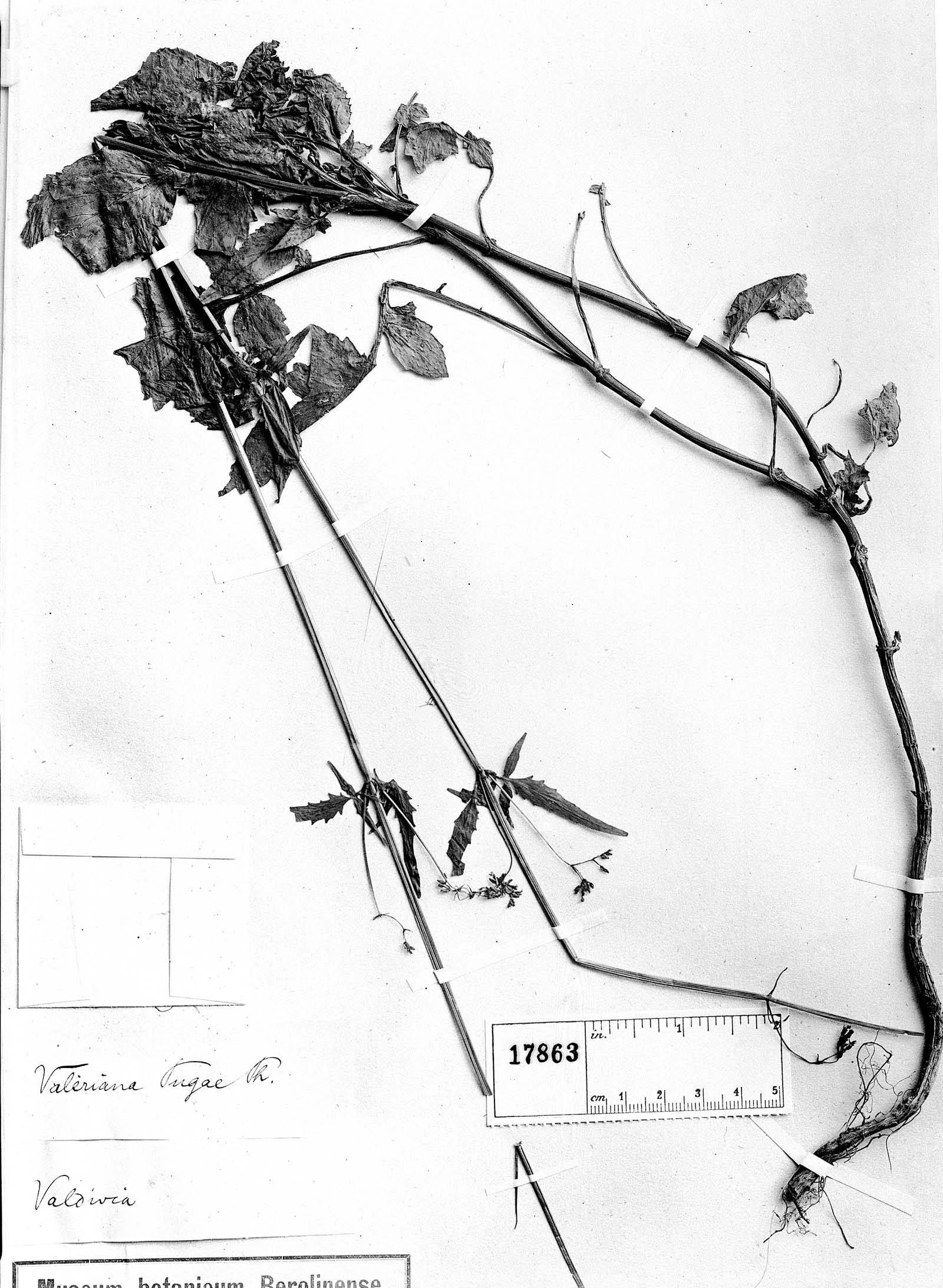 Valeriana polemoniifolia image