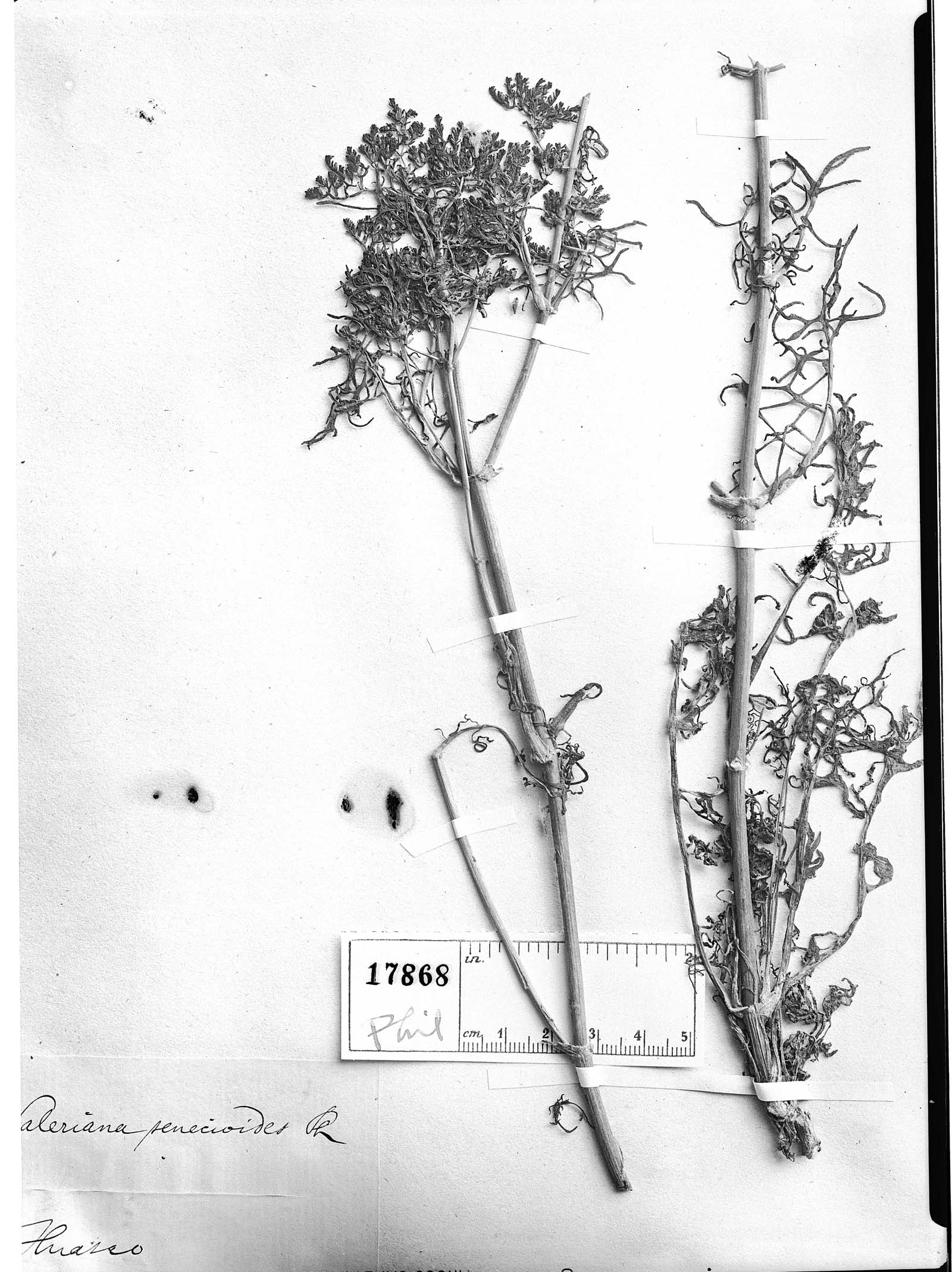 Valeriana senecioides image