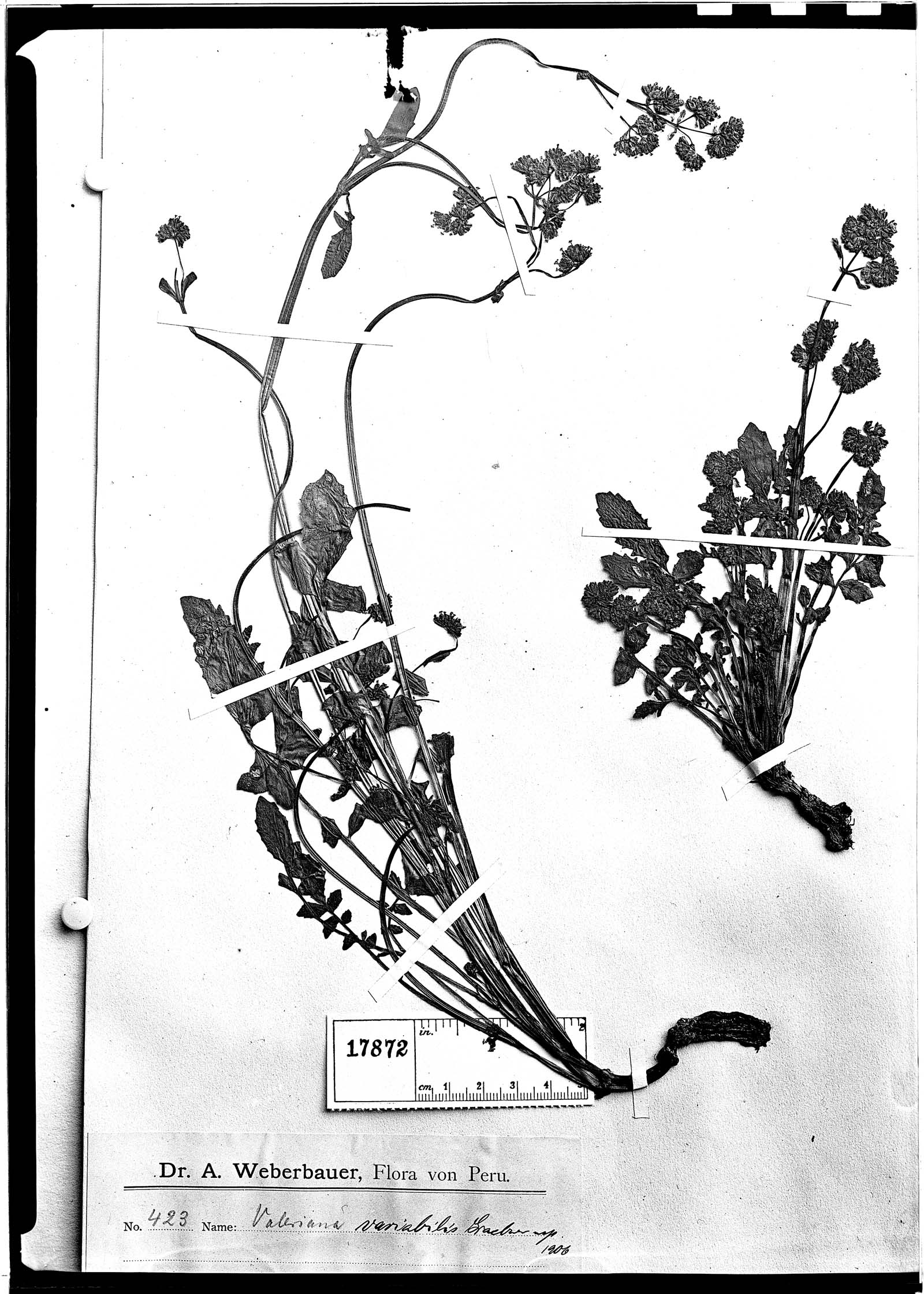 Valeriana variabilis image