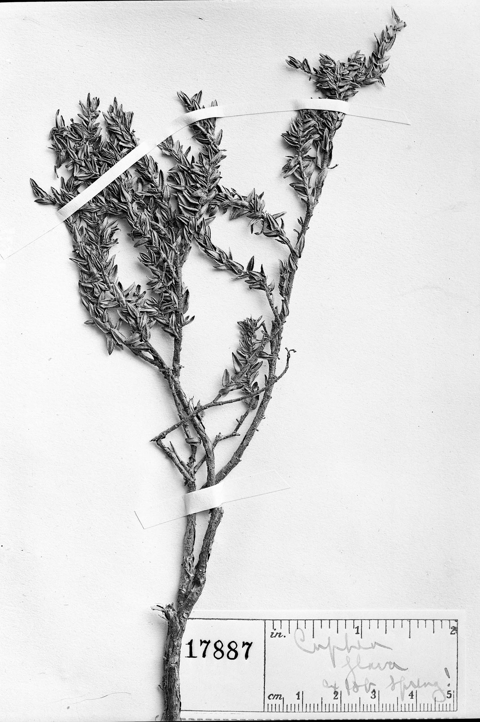 Cuphea flava var. pseudobrachiata image