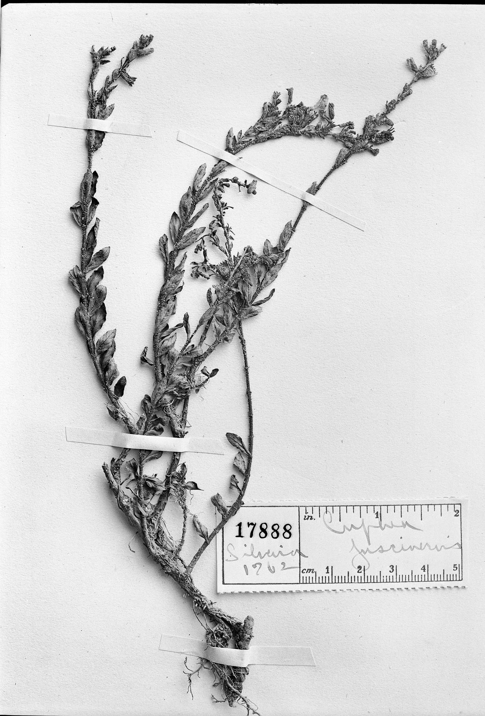 Cuphea calophylla var. fuscinervis image