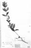 Cuphea grandiflora image