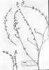 Cuphea corisperma subsp. hexasperma image
