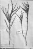 Cuphea diosmifolia image