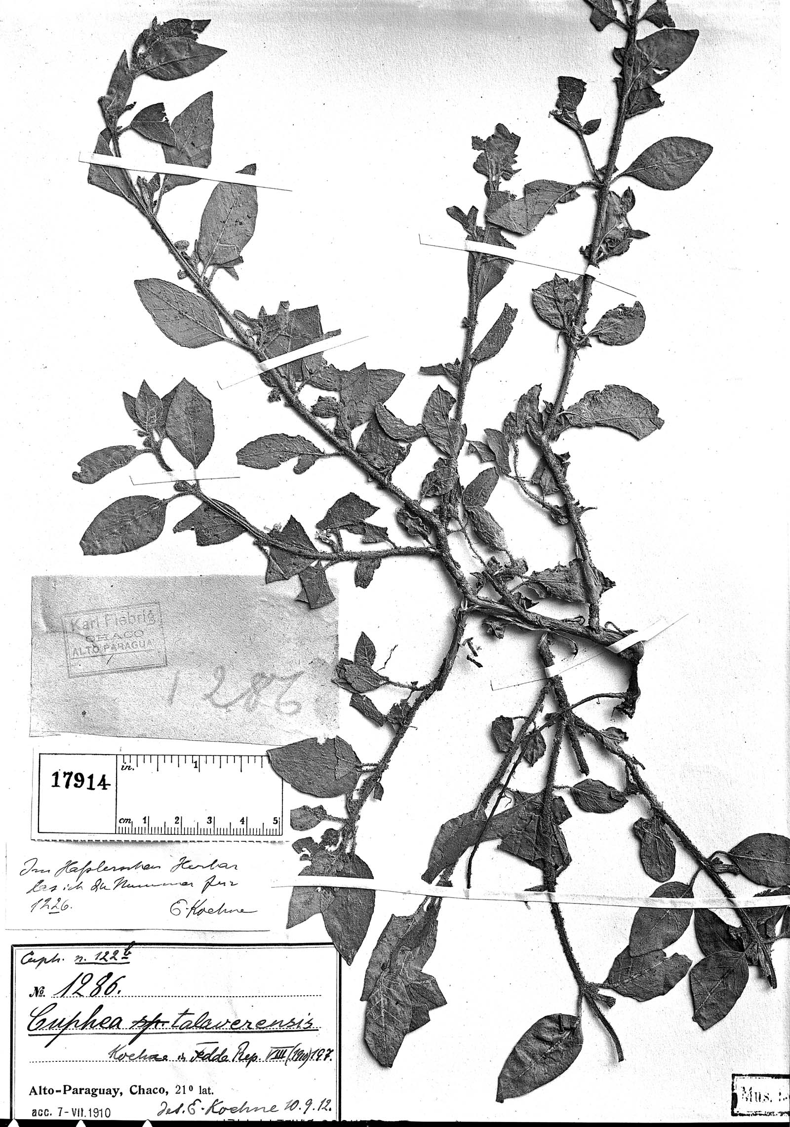Cuphea sessiliflora image