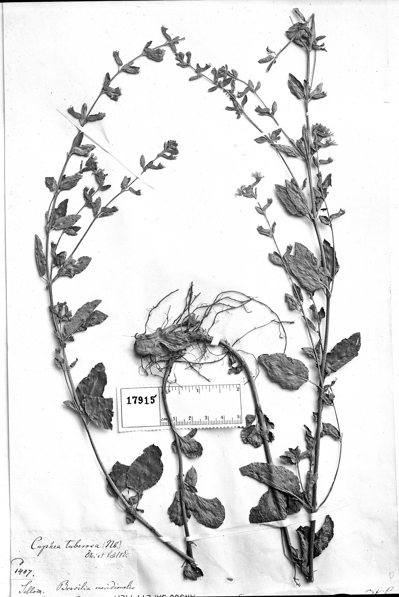 Cuphea tuberosa image