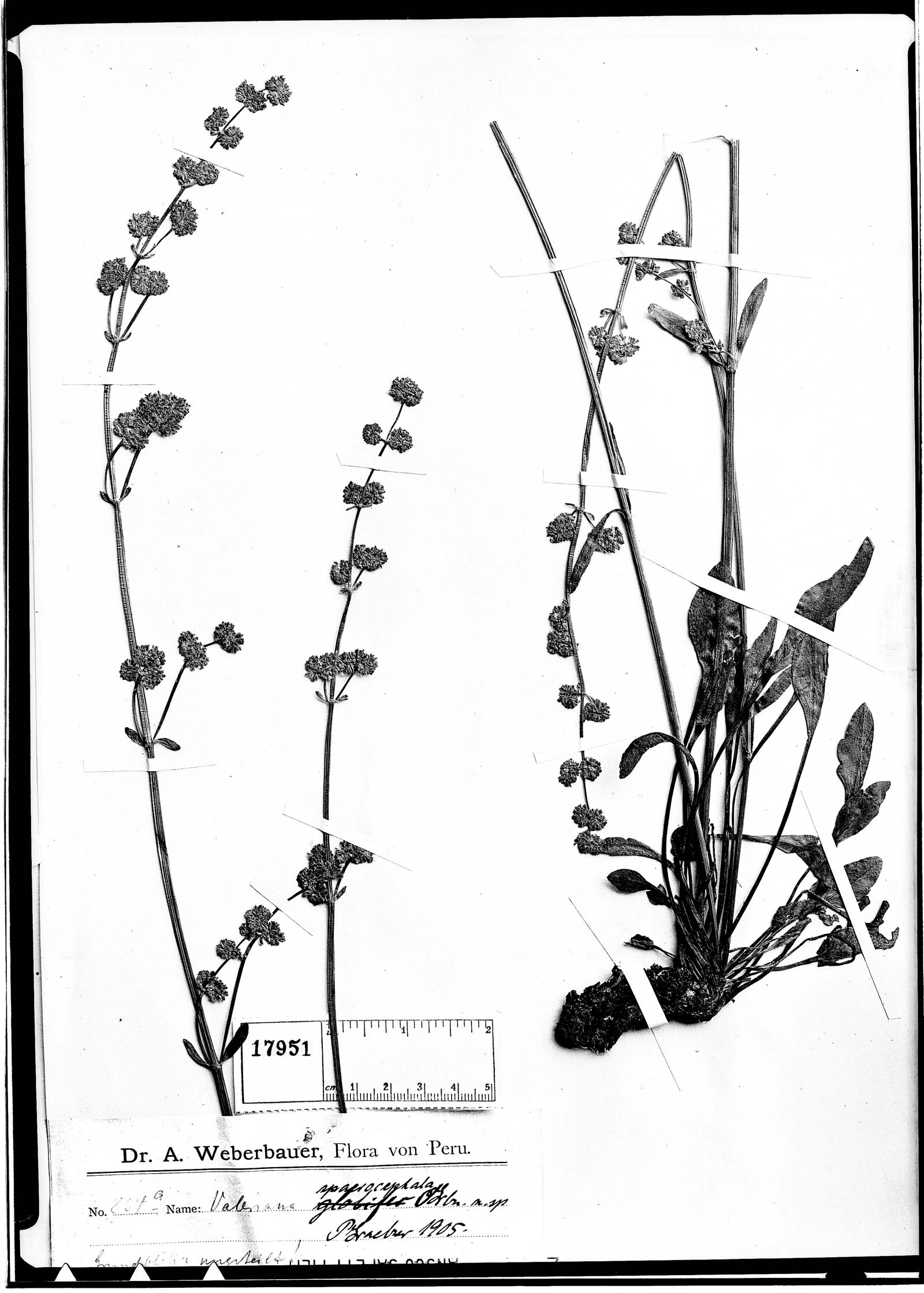 Valeriana sphaerocephala image