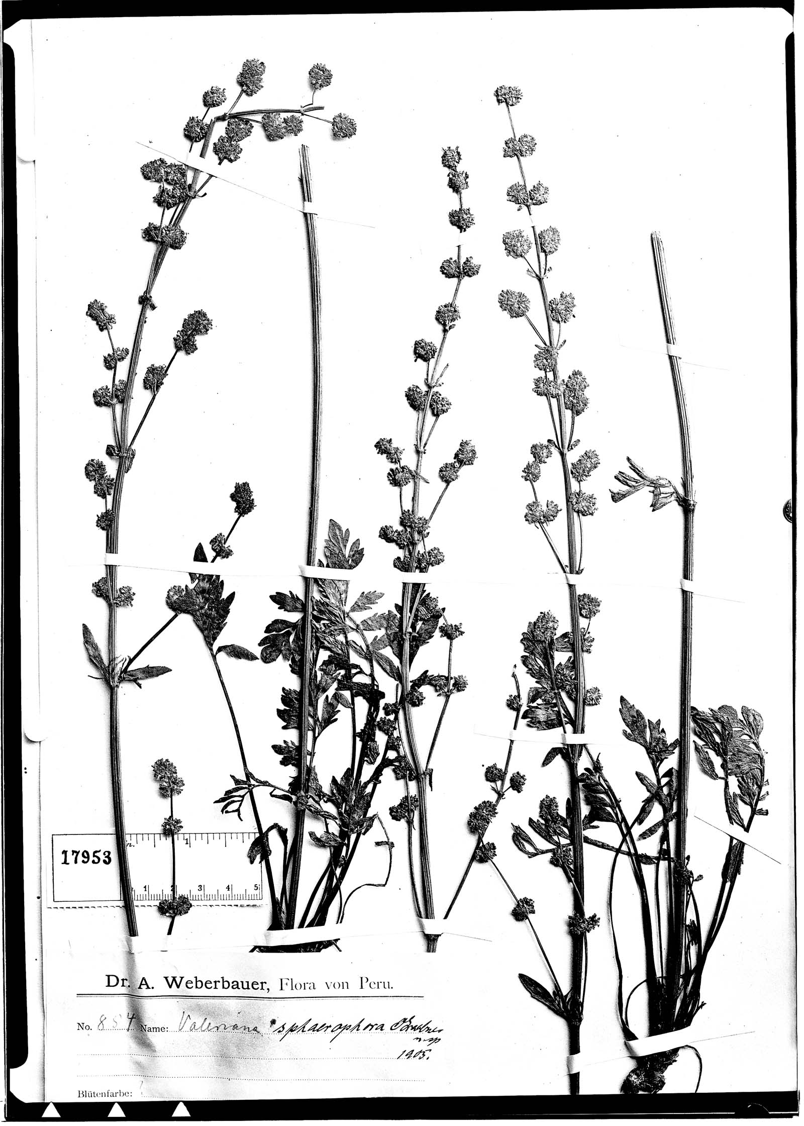 Valeriana sphaerophora image