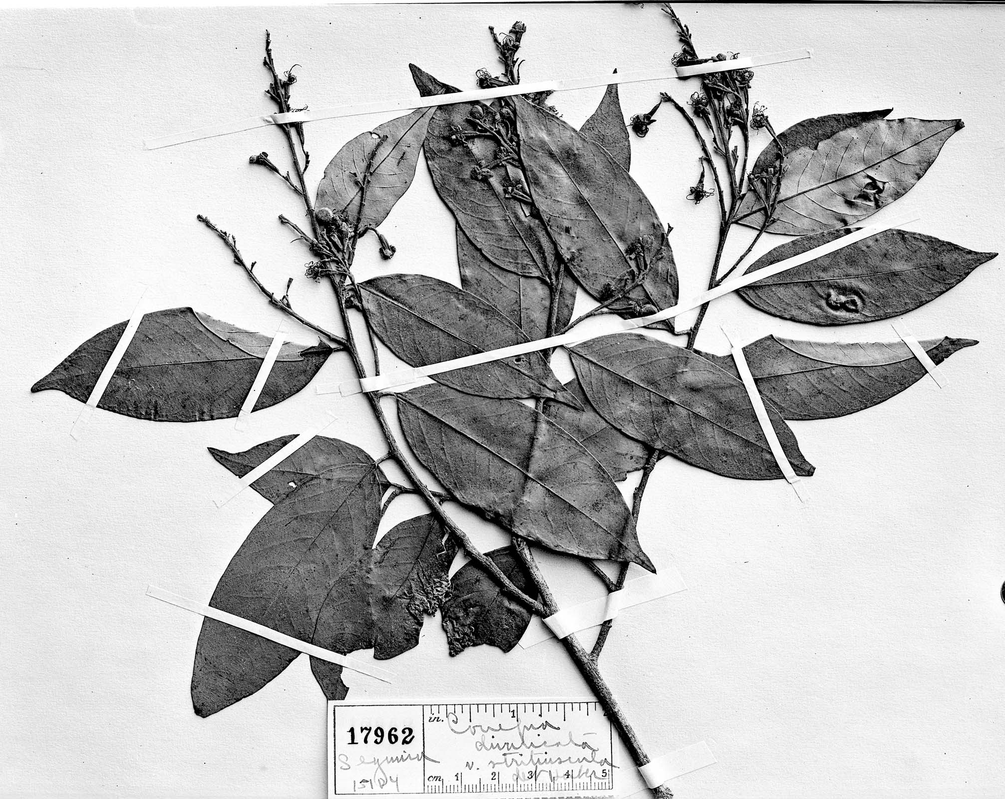 Couepia guianensis subsp. divaricata image
