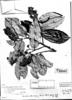 Couepia paraensis subsp. glaucescens image
