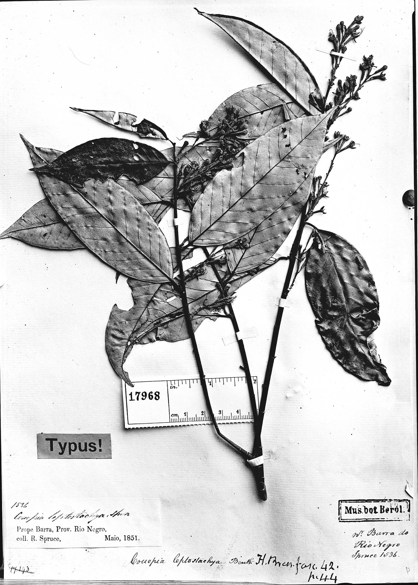 Couepia guianensis subsp. guianensis image