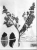 Couepia ovalifolia image