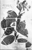Gaulettia racemosa image