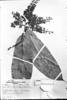 Licania longipedicellata image