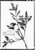 Phoradendron leucocarpum image