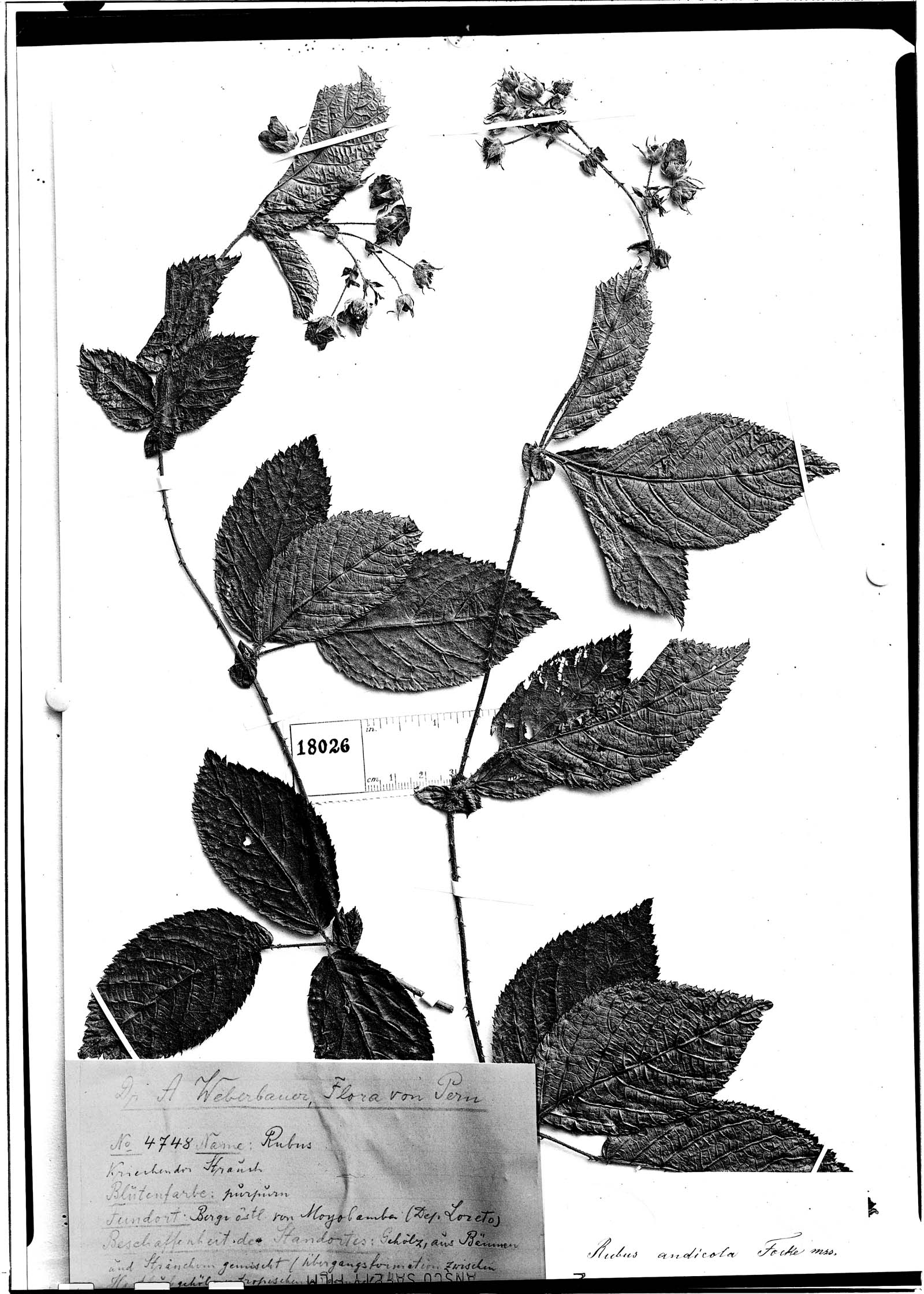 Rubus andicola image