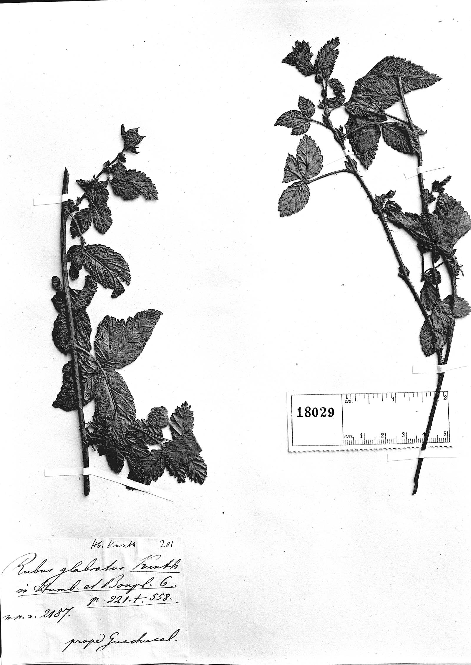 Rubus glabratus image