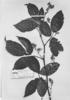 Rubus guyanensis image