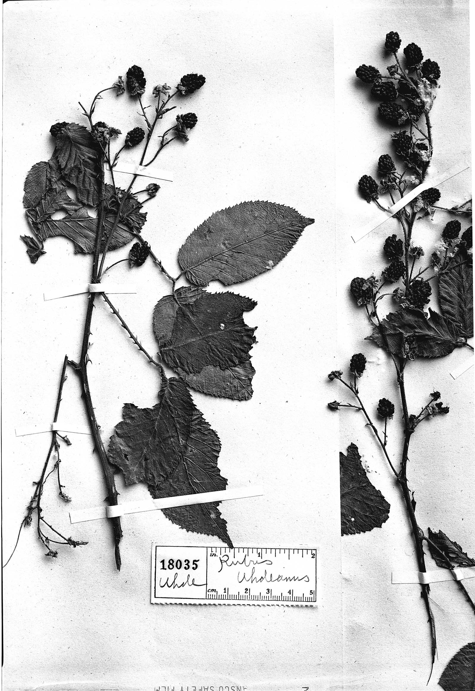Rubus uhdeanus image