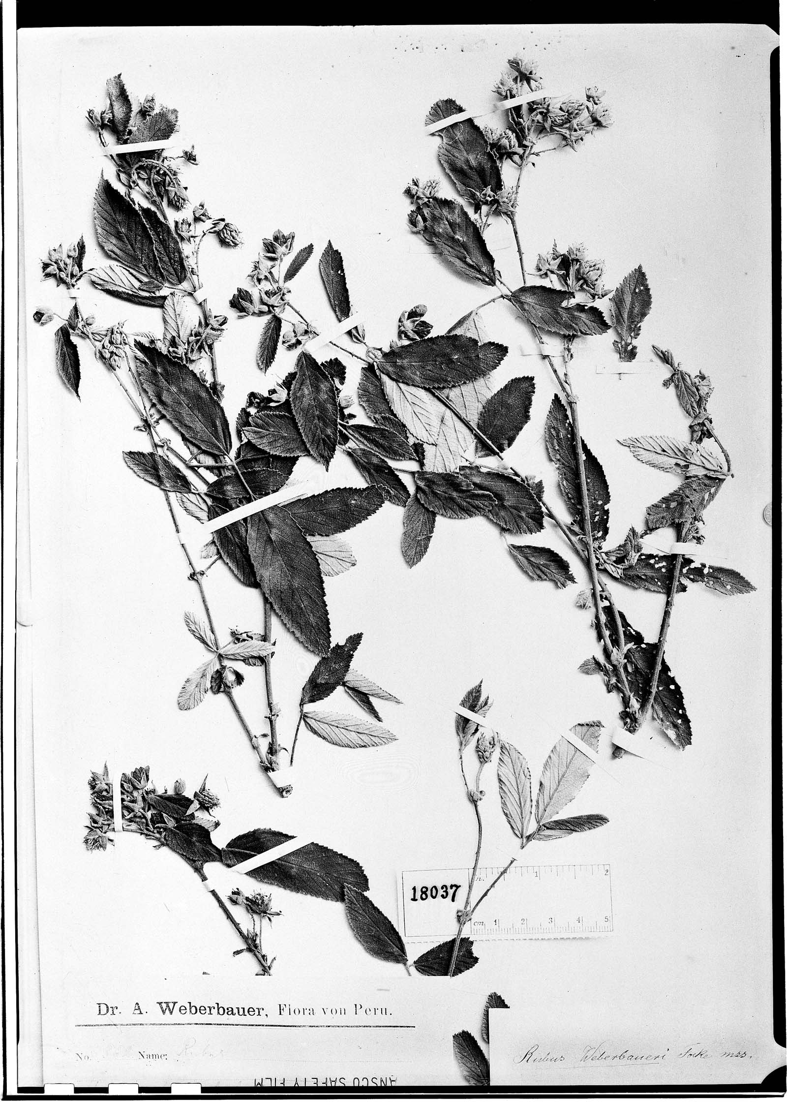 Rubus weberbaueri image