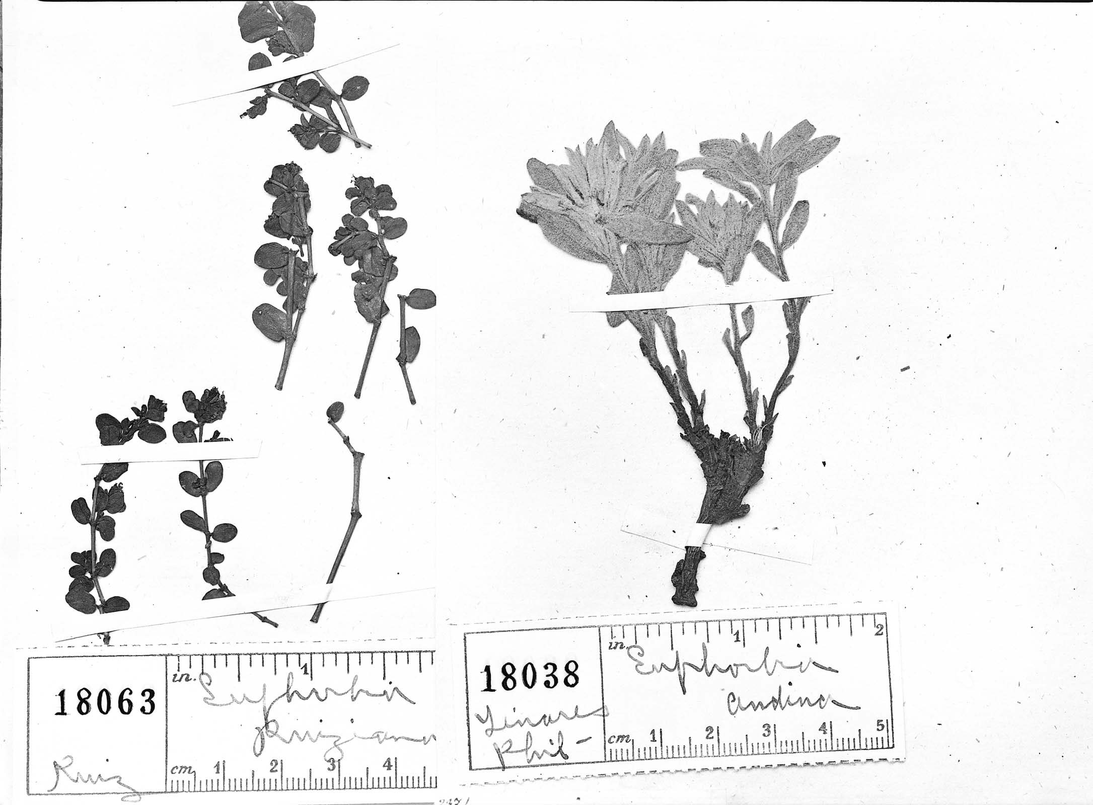 Euphorbia collina image