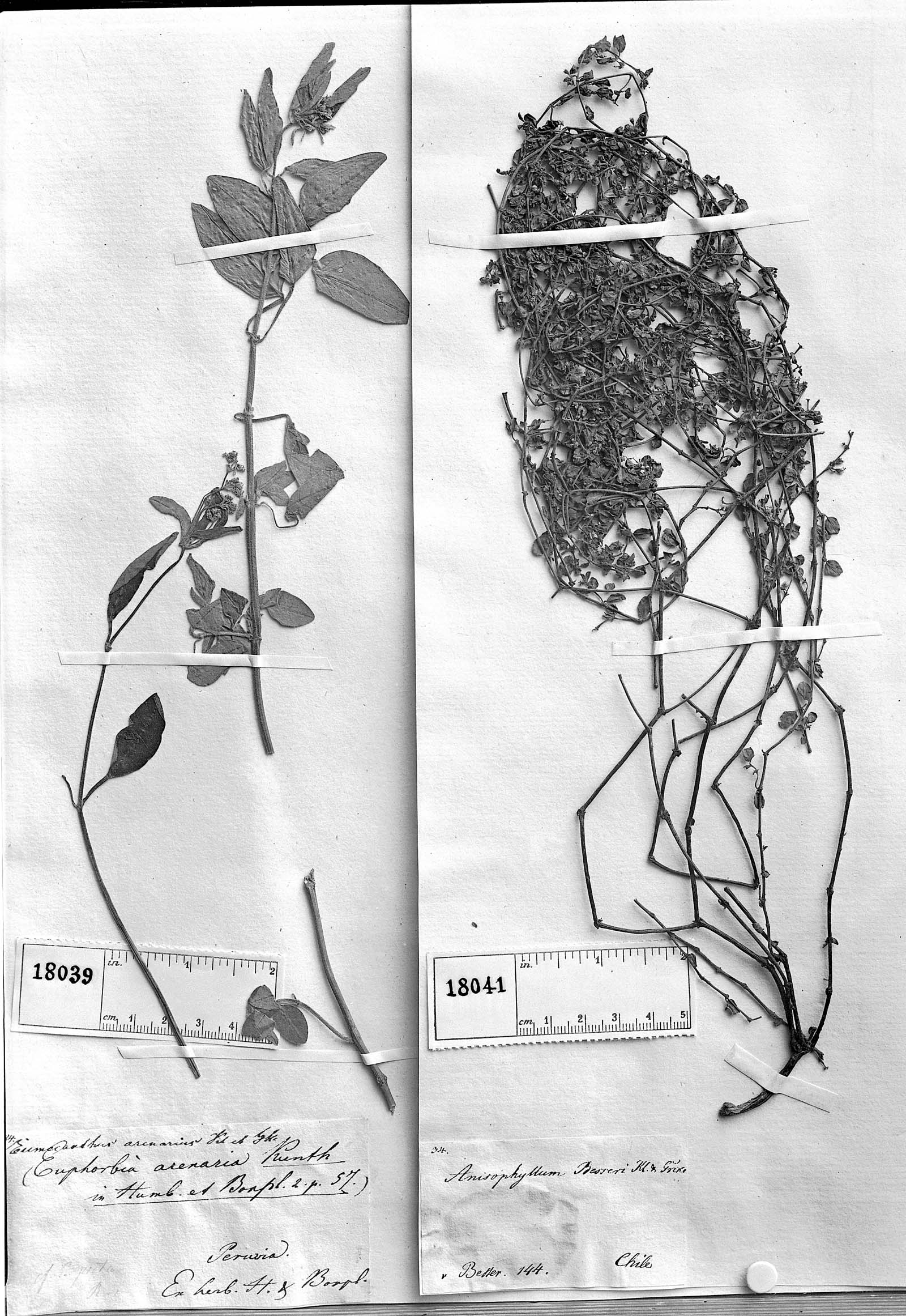Euphorbia besseri image