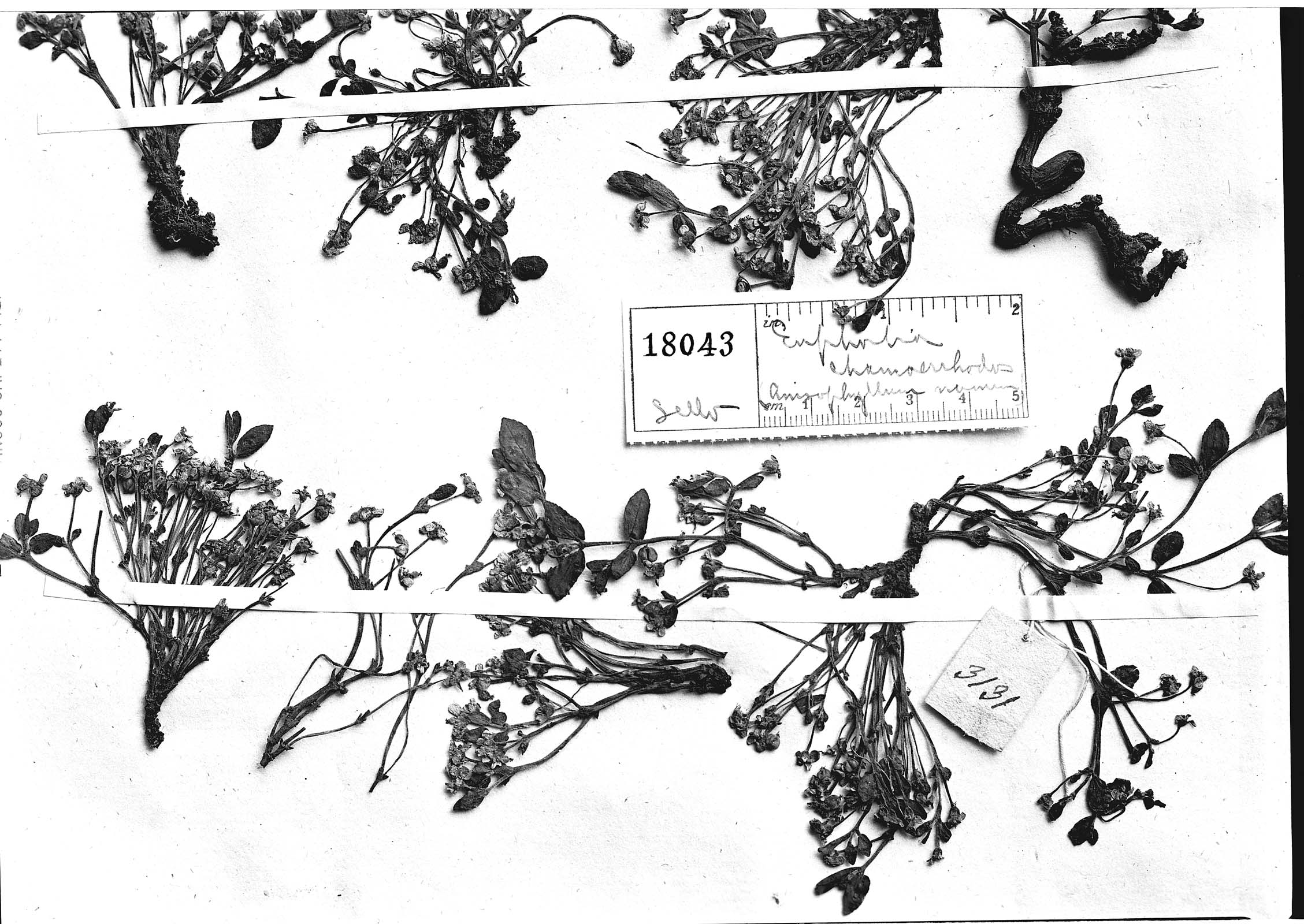 Euphorbia chamaerrhodos image