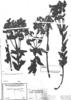Euphorbia chrysophylla image