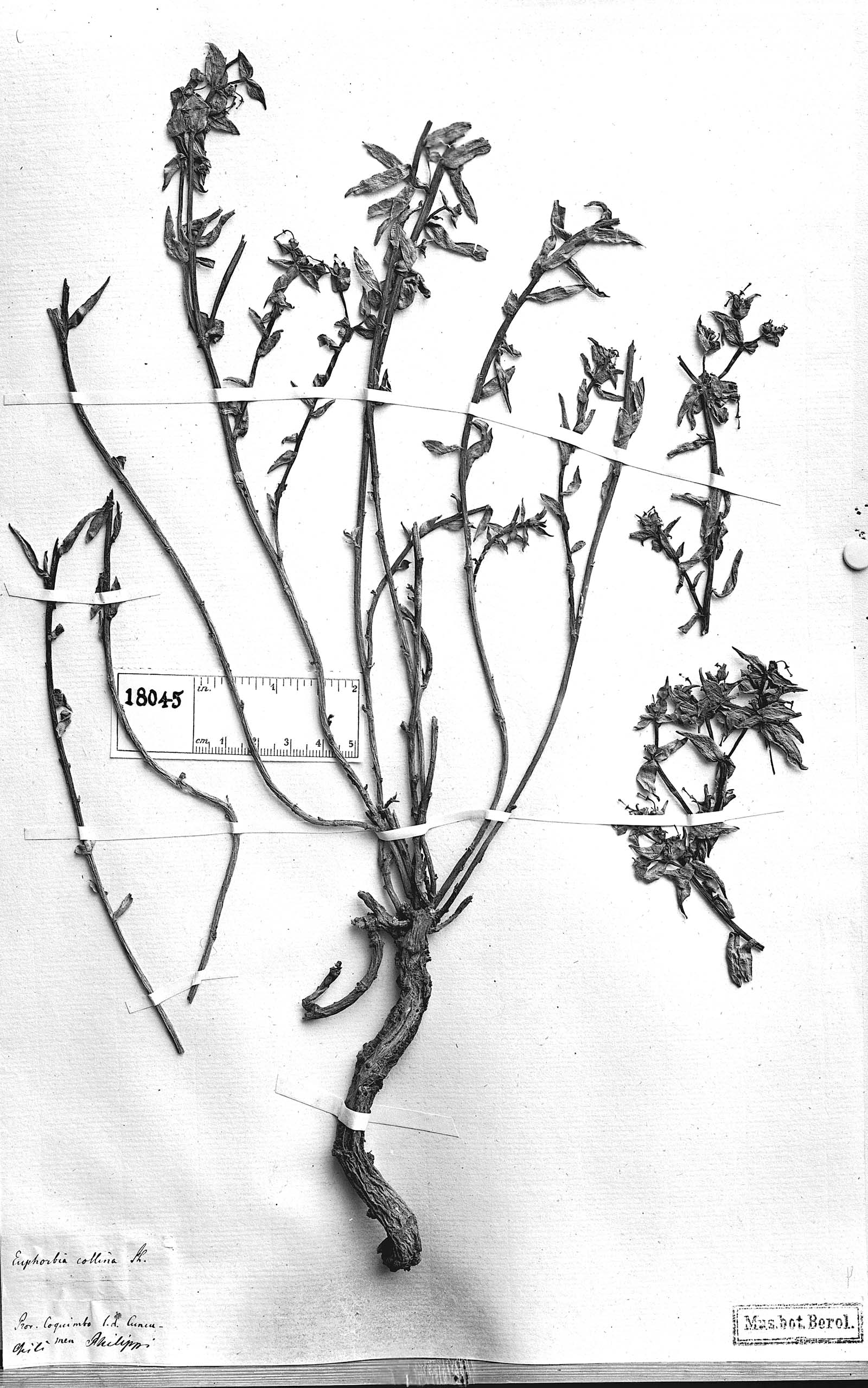 Euphorbia collina image