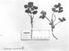 Euphorbia copiapina image