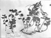 Euphorbia elodes image