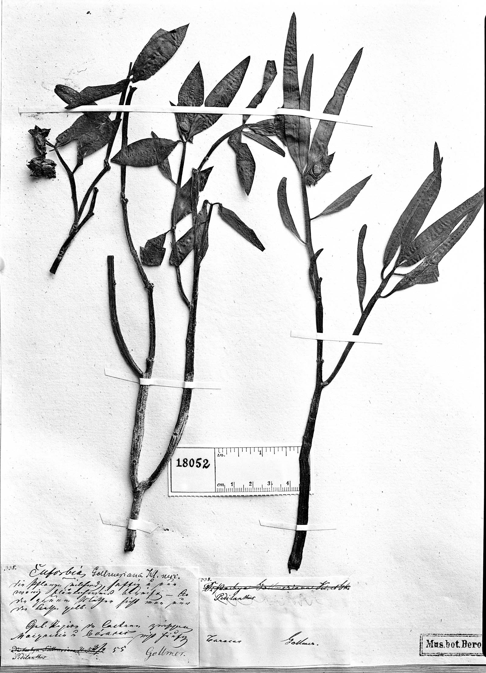 Euphorbia gollmeriana image