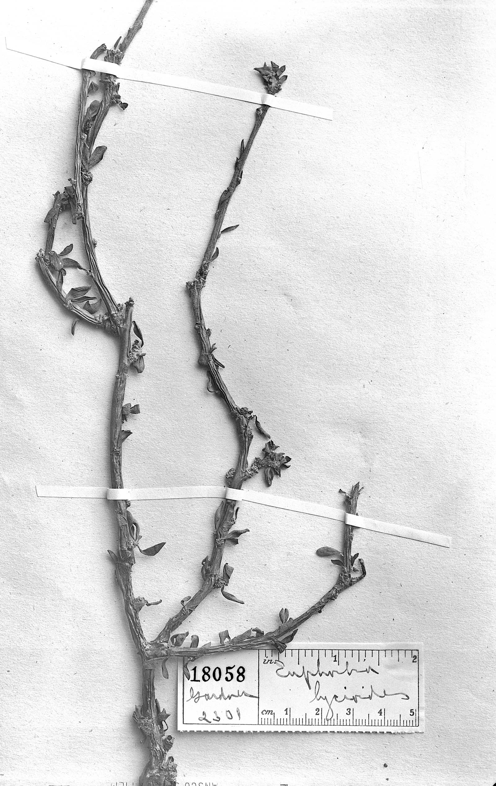 Euphorbia lycioides image