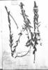 Euphorbia rhabdodes image