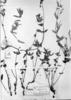 Euphorbia selloi image