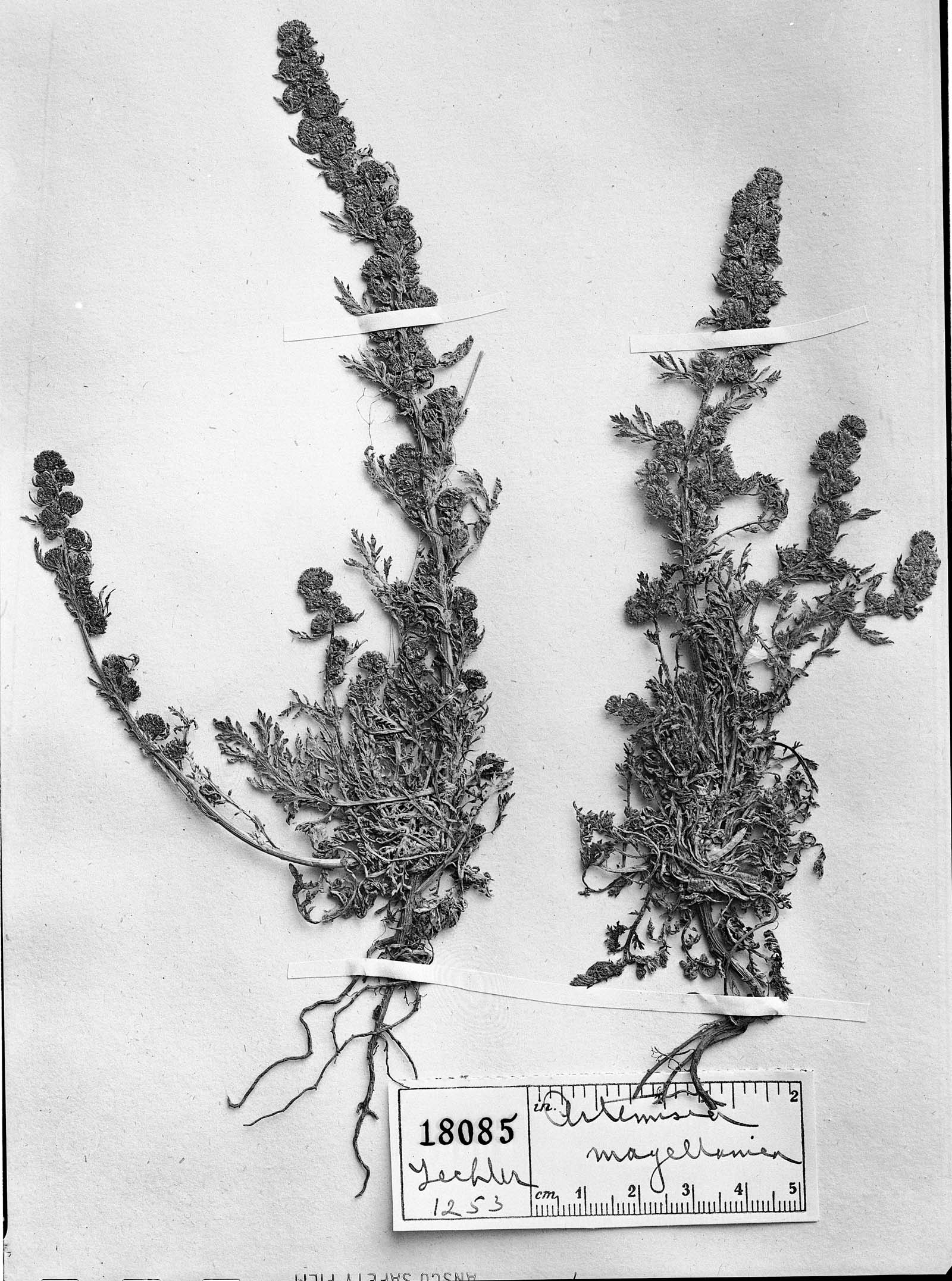 Artemisia magellanica image