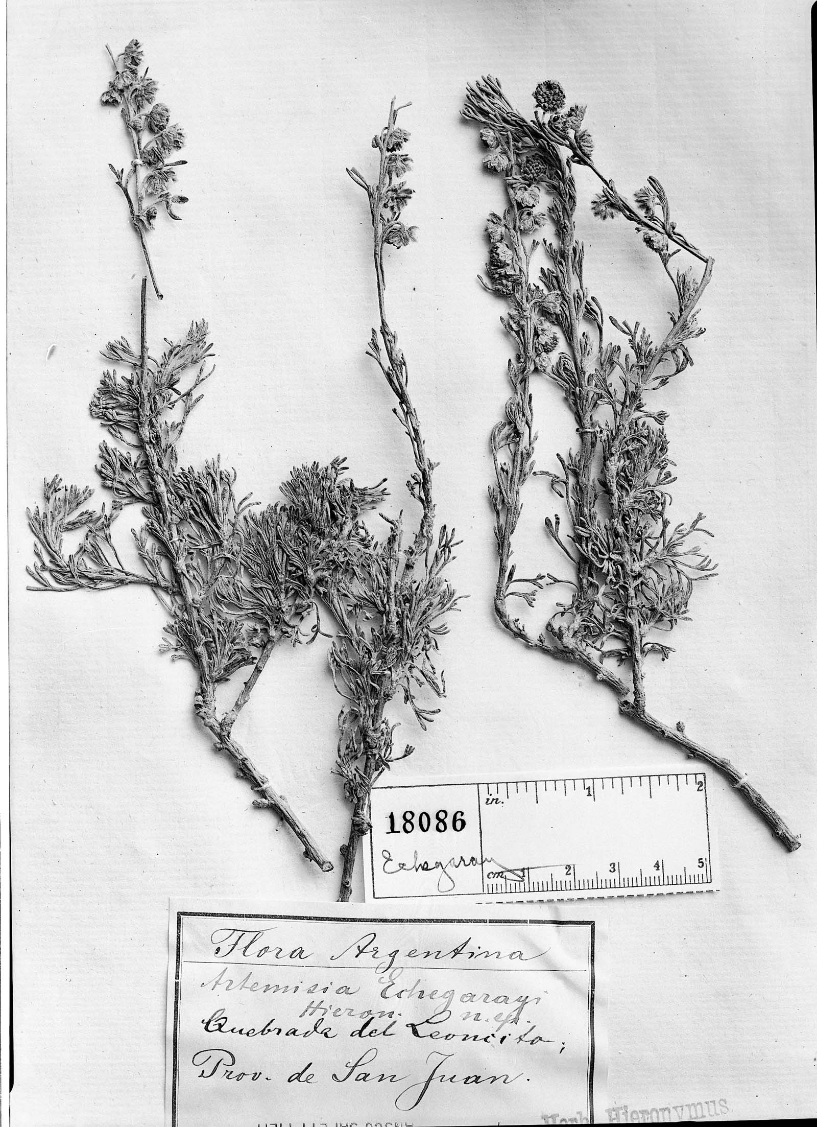 Artemisia echegarayi image