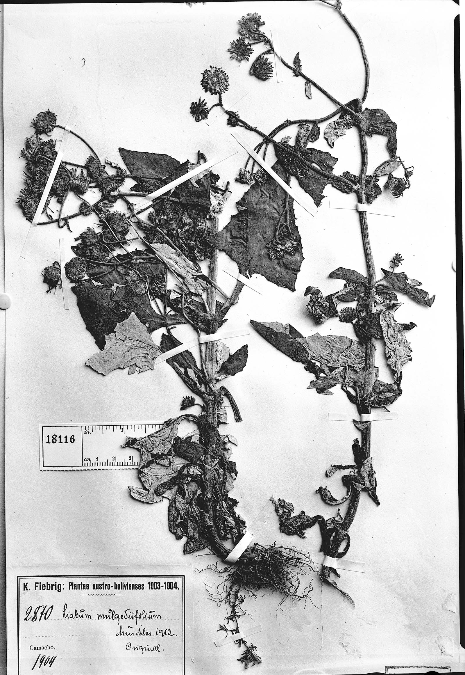Microliabum mulgediifolium image