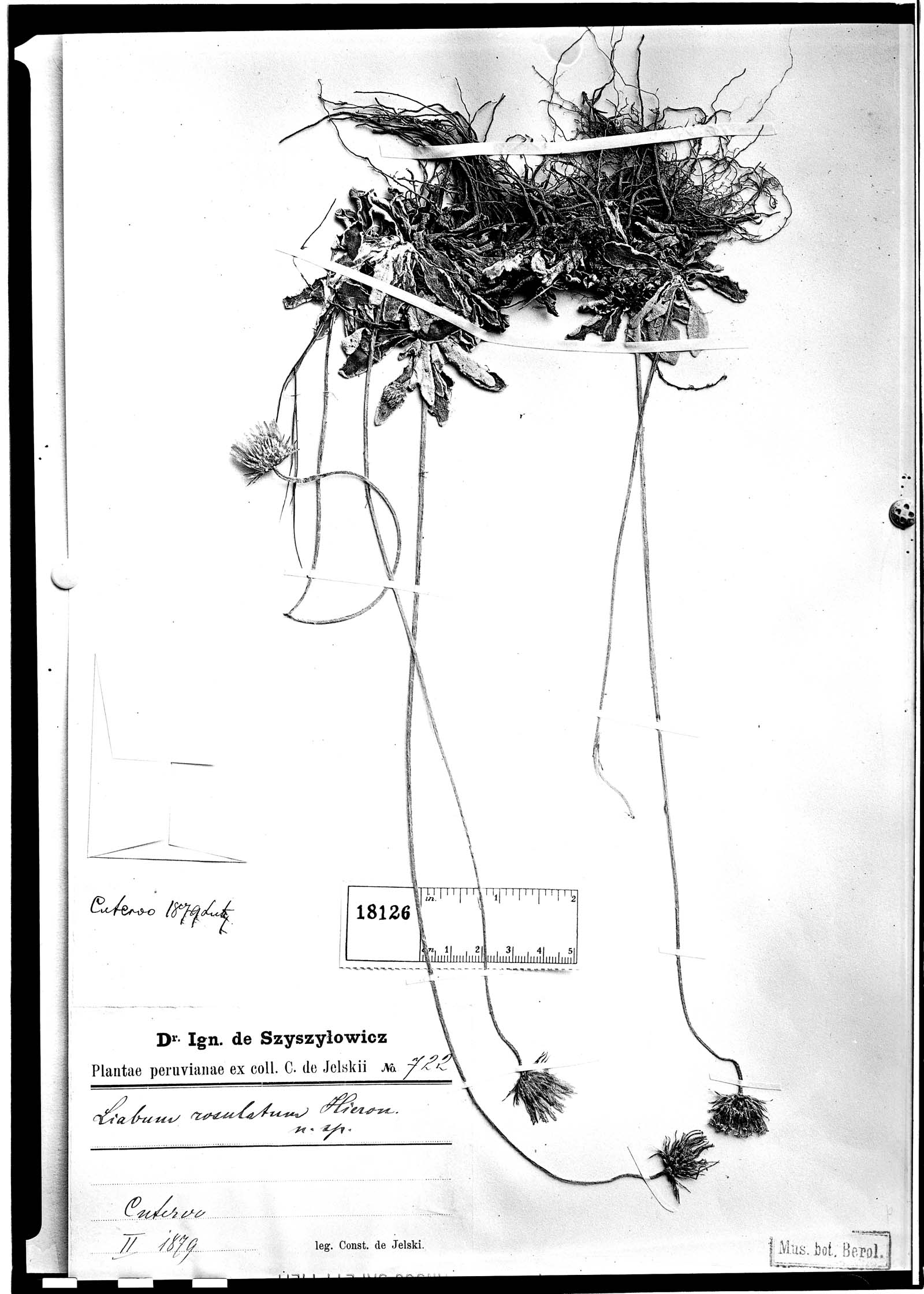 Liabum rosulatum image