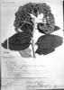 Ferreyranthus verbascifolius image