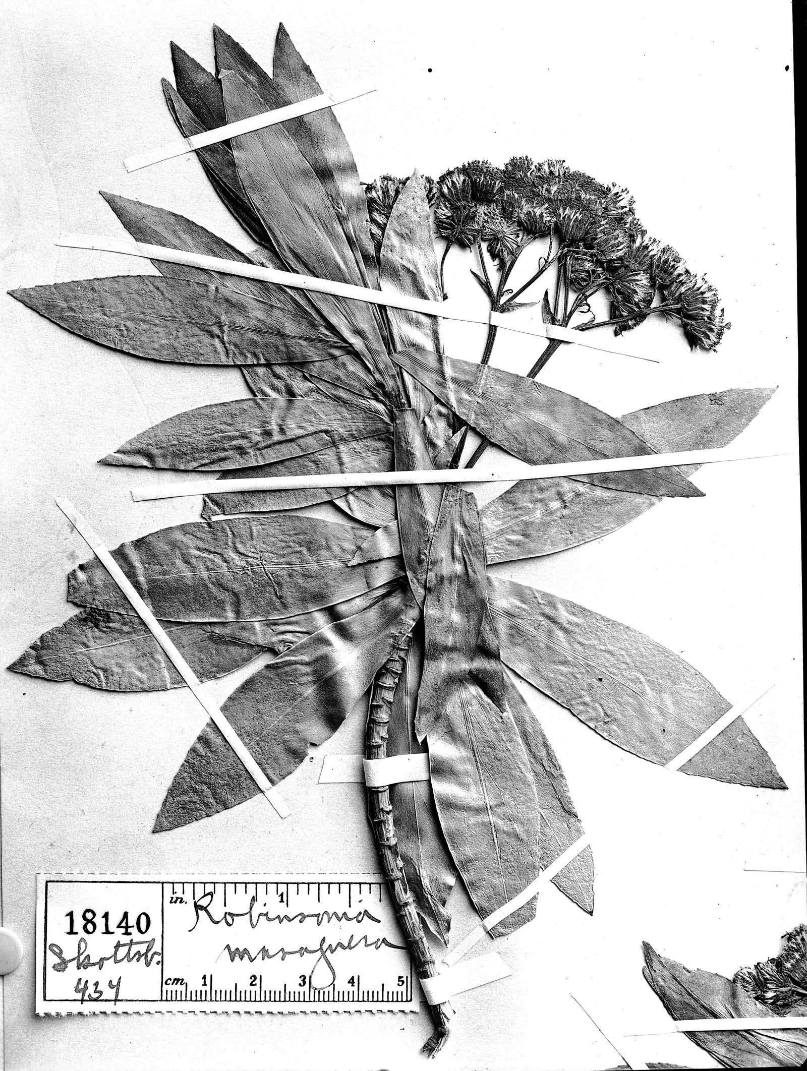 Robinsonia masafuerae image